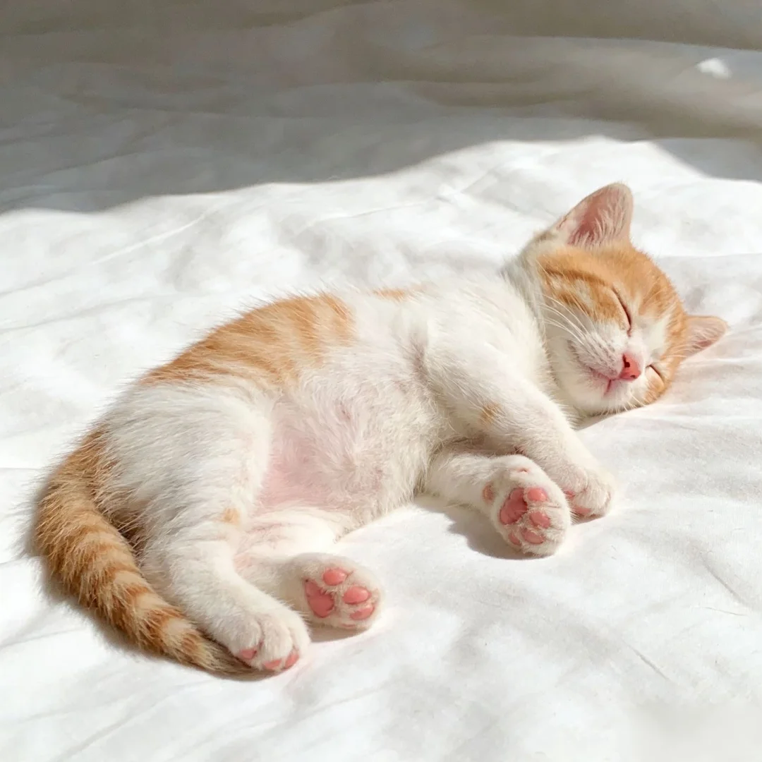猫为什么可以「瞬间清醒」又「瞬间入睡」？