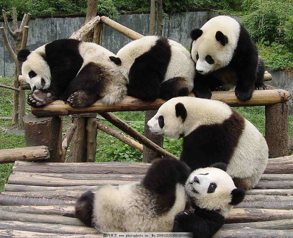 如果在野外发现了一只大熊猫，很脏，领回家给他洗个澡，再养几天，犯法吗？
