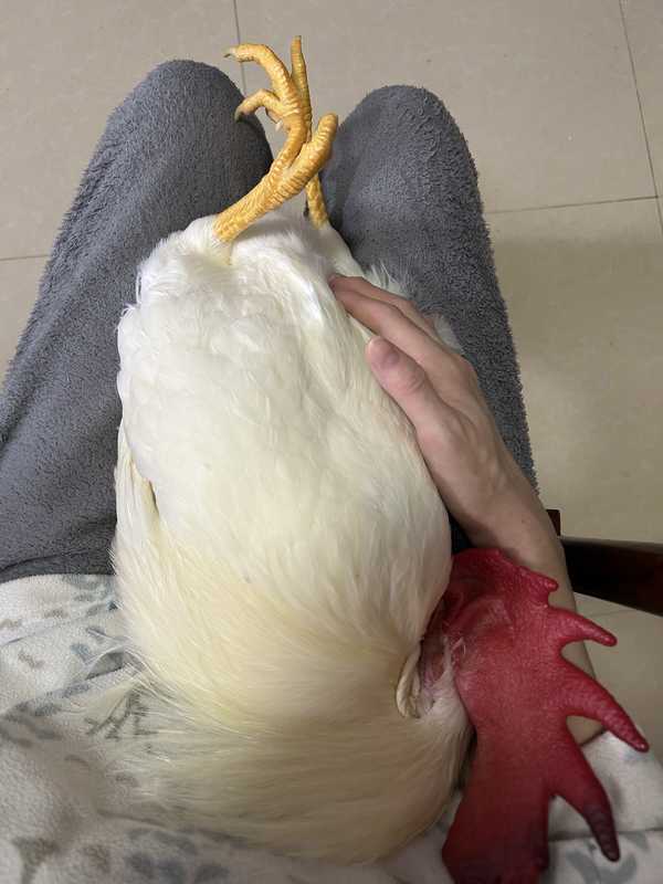 鸡会对饲养者产生感情吗？